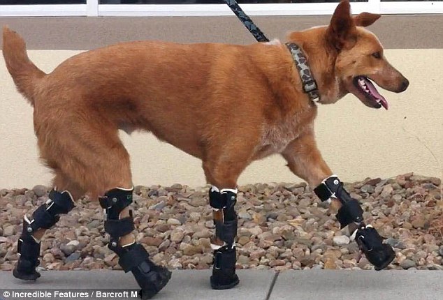 Первый в мире пёс на 4-ёх бионических лапах ... 