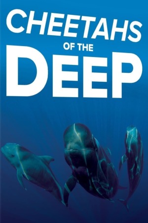 Дельфины – гепарды морских глубин / Cheetahs Of The Deep (2013)