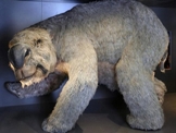 В Австралии нашли скелет самого большого сумчатого