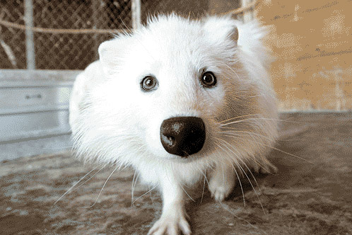 В Самару завезли белых енотовидных собак