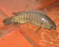 Анабас- рыба, которая может залезть на дерево