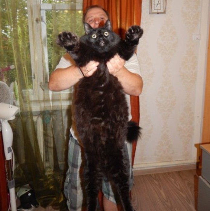 Огромный черный кот из Карелии прославился на всю страну