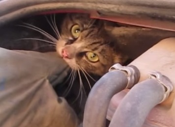 В Мурманске спасли кусачего кота, застрявшего в автомобиле