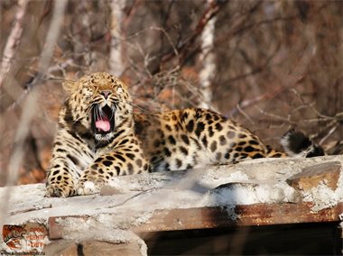 Читать Дальневосточный леопард Николай станет отцом для многих детенышей