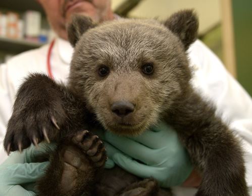 Читать В Польше спасают найденного маленького медвежонка