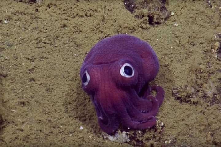 Читать В Тихом океане засняли осьминога, похожего на мягкую игрушку