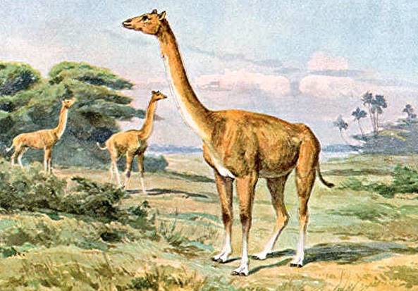 Альтикамелус - «гибрид» верблюда с жирафом