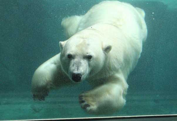 Белая медведица из Москвы осваивается в зоопарке Ганновера