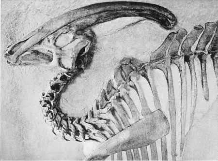 Паразауролоф - динозавр с большой «трубой» на голове