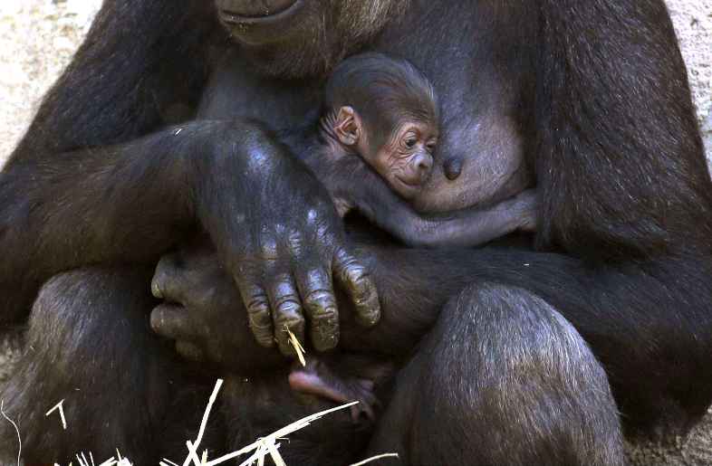 В зоопарке Таронга показали новорожденного детеныша гориллы