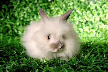 Бренд Zara отказался от ангорской шерсти из-за жестокого обращения с кроликами