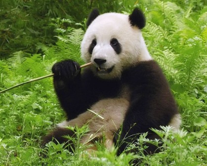 В Китае растет популяция больших панд